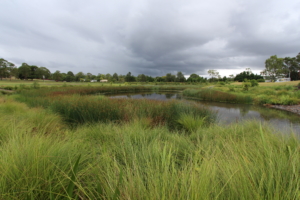 How to Design a Treatment Wetland @ AECOM