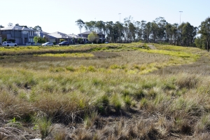 Towards best practice bioretention specifications: lessons learnt from Blacktown City Council & Healthy Land and Water